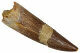 Fossil Plesiosaur (Zarafasaura) Tooth - Morocco #354703-1